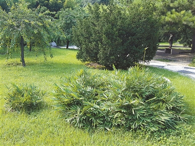 北京植物園花境中的觀賞草魅力究竟在哪里？