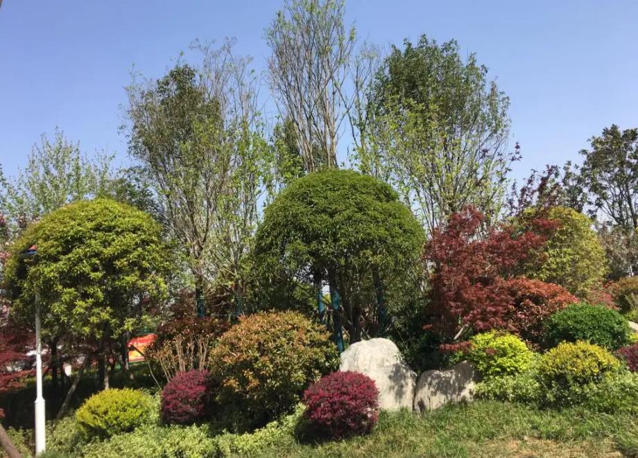 春季氣溫開始回升，襄陽園林綠化公司做好這些養(yǎng)護舉措，苗木來年存活好，長枝快