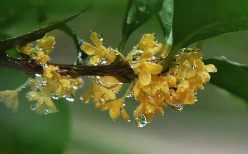 春季桂花移栽修剪有訣竅，襄陽園林綠化公司親傳經(jīng)驗，來年花多枝密長勢好